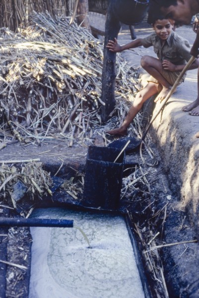 Collecting raw sugar cane juice, India. A young boy watches as raw sugar cane juice runs from a
