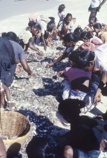 Sorting a fish catch in India. Indian women and children sort through a morning's fish catch, most