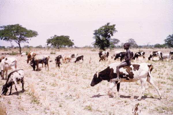 Riding one of the herd'. A young boy rides a spotted cow through a cultivated yam field as he