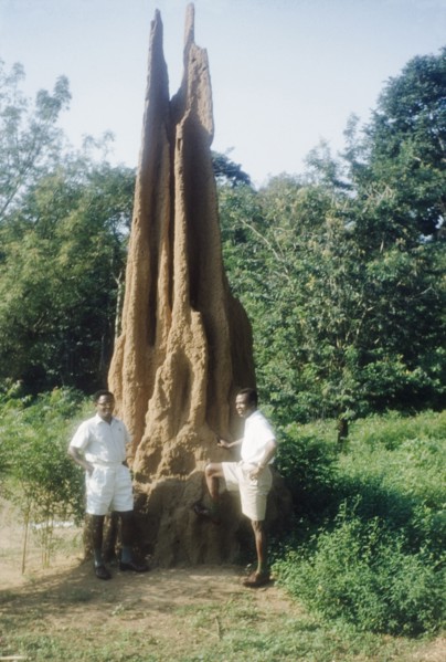 A giant termite hill in Ghana. Two Ghanaian men pose beside a giant termite hill. Volta Region,