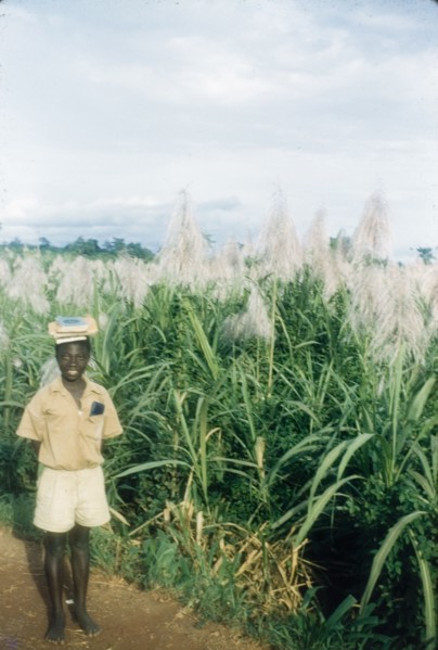 Schoolboy in Ghana. A uniformed schoolboy walks past a field of cultivated sugar cane as he returns
