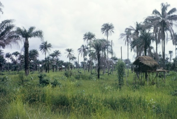 Rice fields in Sierra Leone. Thatched huts stand on stilts in a rice field. Sierra Leone, circa