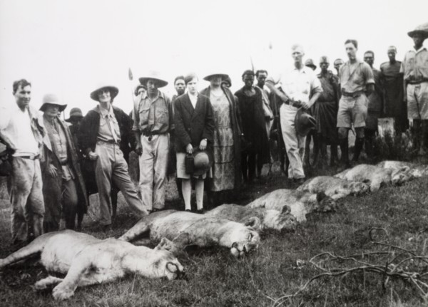 The result of a lion cull. Several European farmers stand over the carcasses of six lions, which