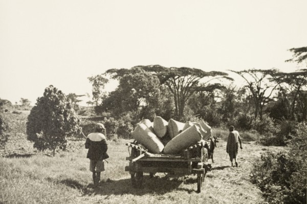 Transporting pyrethrum. Two farm labourers lead an ox-drawn cart laden with sacks of pyrethrum