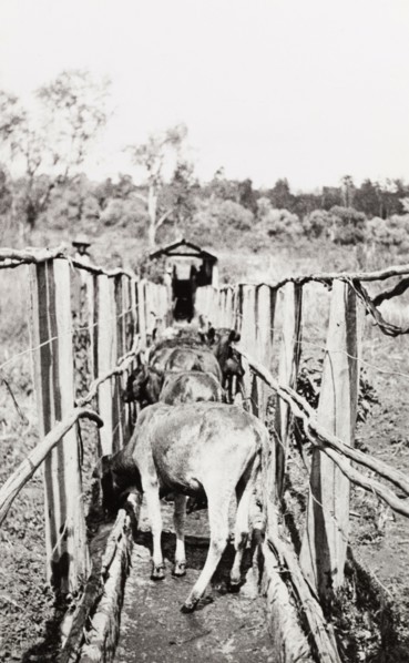 Cattling herding in Njoro. Young cattle are herded through a narrow enclosure at a settler's farm