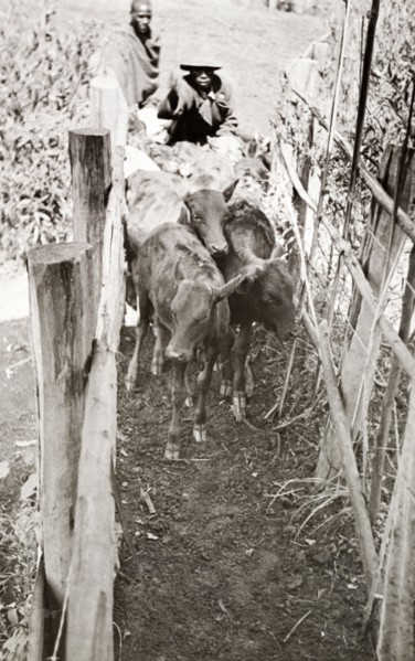 Cattling herding in Njoro, Kenya. Young cattle are herded through a narrow enclosure at a settler's