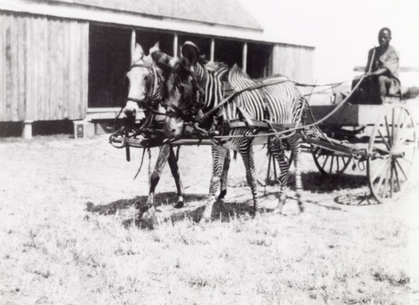 Unusual transport'. A man drives a buggy pulled by a zebra and a mule. Tanganyika Territory