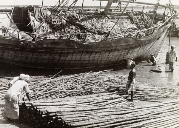 The exportation of mangrove poles. Men load mangrove poles onto a dhow, ready for exportation to