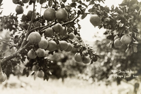 A branch of grapefruits. Grapefruits (Citrus paradisi) grow on the branch of a grapefruit tree.