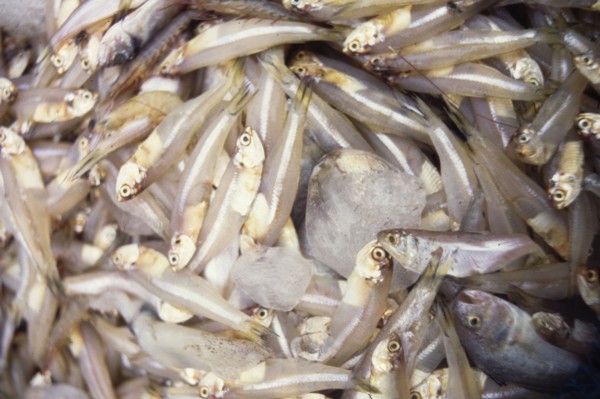 Freshly caught fish at an Indian market. A haul of freshly caught fish is displayed on ice at an