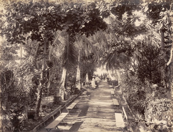 Myrtle Bank Gardens, Kingston. View along an avenue lined with trees and park benches in Myrtle