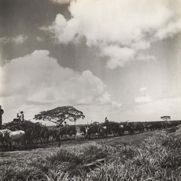 Taking sugar cane to a weighing station. A train of bullock carts transport sugar cane from a