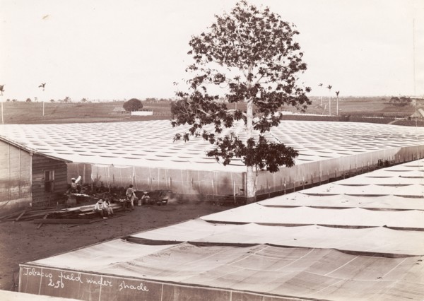Tobacco field under shade'. A field of tobacco is covered with netting to shade the crop and