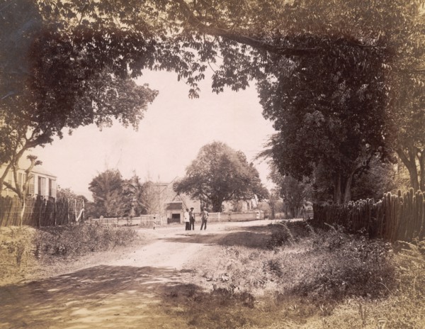 St. Andrew's Church, Jamaica. Trees line a road leading to St Andrew's Church. Half Way Tree,