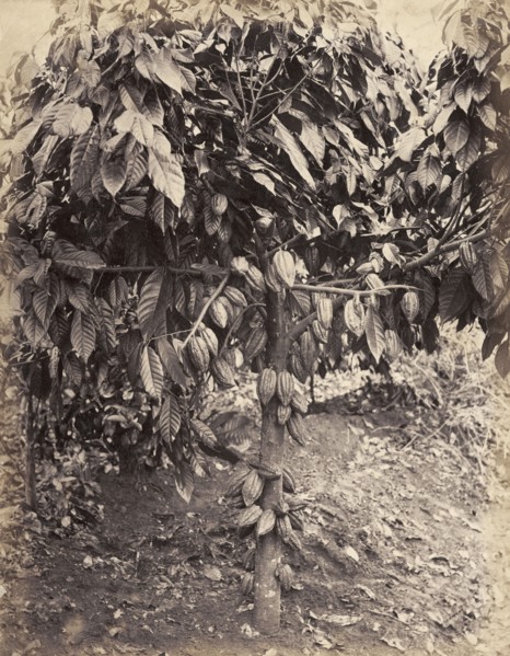 Cocoa tree with cacao pods. Cacao pods weigh down the branches of a cocoa tree. Probably Caribbean,