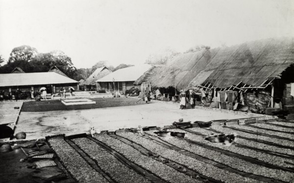 Drying a crop, India. An unidentifed crop, probably tea leaves, has been raked out to dry in the