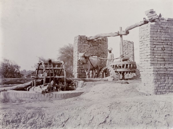 A bullock-driven water wheel, India. A labourer oversees a bullock as it walks in circles to turn