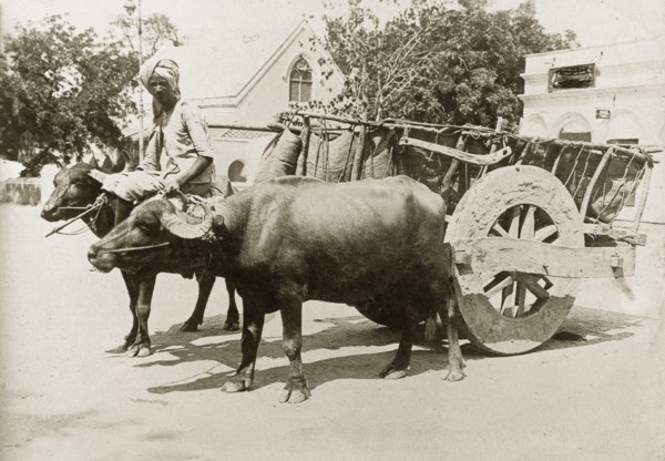 A cart pulled by water buffalo. A pair of harnessed water buffaloes pull a large, two-wheeled cart