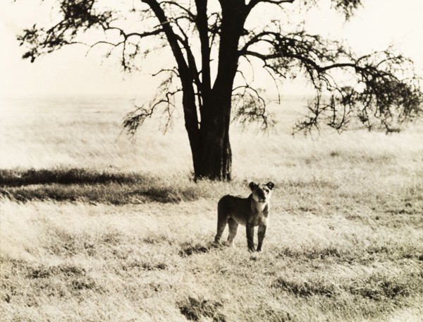 Lioness in the Serengeti. A young lioness (Panthera leo) stands attentively in the grasslands of