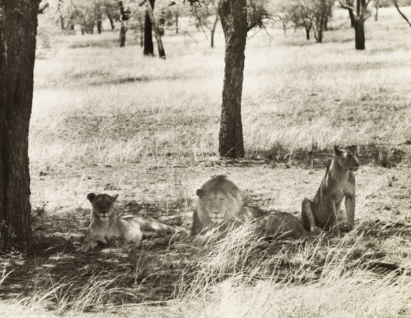Lions in the Serengeti. A pride of lions (Panthera leo) rest in the shade of a tree in the