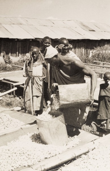 Drying pyrethrum flowers. A Kikuyu farm labourer pours harvested pyrethrum flowers (Chrysanthemum