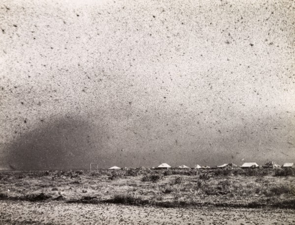 A swarm of locusts. A swarm of locusts descend on a Kenyan camp. Near Gilgil, Kenya, circa 1935.,