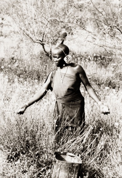 Kikuyu woman harvesting pyrethrum . A Kikuyu woman harvests pyrethrum flowers (Chrysanthemum