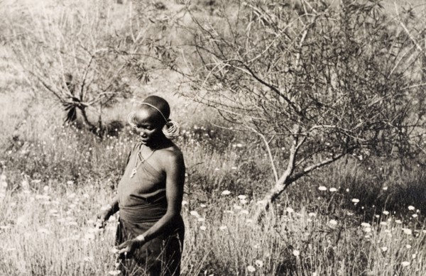 Kikuyu woman harvesting pyrethrum. A Kikuyu woman harvests pyrethrum flowers (Chrysanthemum