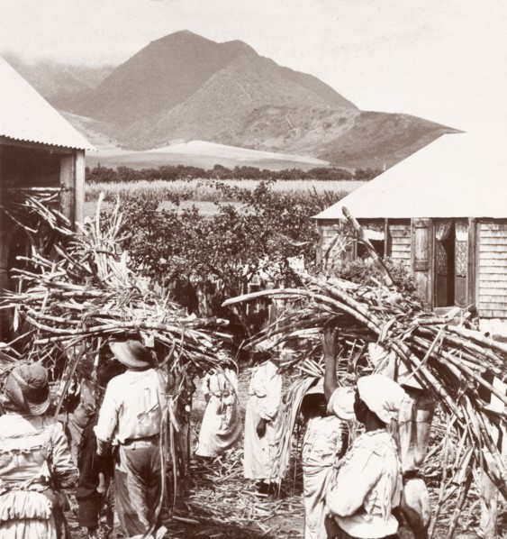 Carrying sugar cane to the mill. Plantation workers carry bundles of harvested sugar cane to a