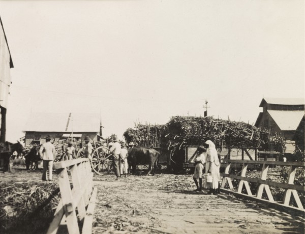 Sugar cane outside a sugar factory. Large bundles of sugar cane arrive in carts outside a sugar