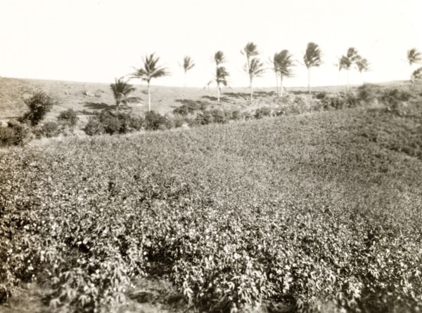 Cotton field. View over a large cotton field near a banana plantation. Probably Colombia, circa