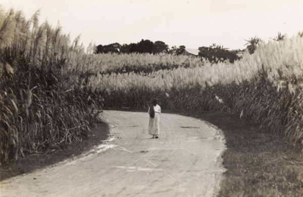 Walking through a pampas field. A lone figure walks along a road through a field of high pampas