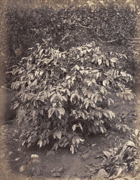 Coffee plant, Caribbean. A coffee plant bearing fruit. Probably Caribbean, circa 1883., Caribbean,