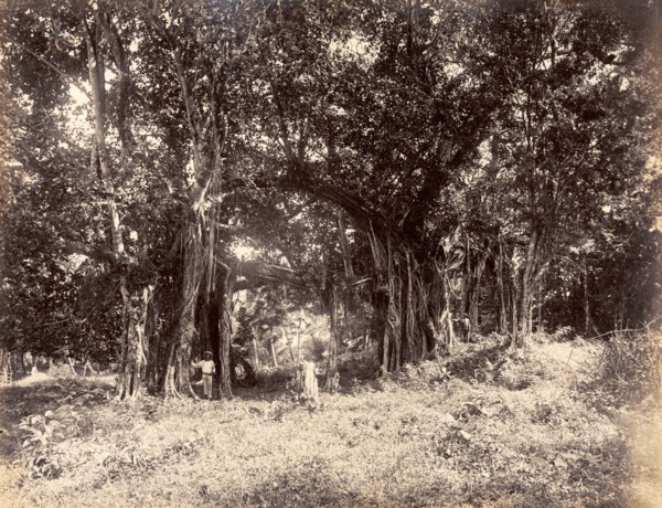 Indian Banyan trees. People pose beside giant Indian Banyan trees (Ficus benghalensis) growing on a