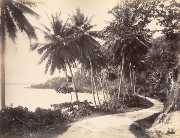 Coastal road near Port Antonio. A road winds through vegetation along the Portland coastline. Near