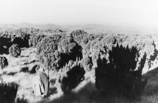 Heathland on Mount Kenya. A figure with a spear crouches low to the ground amidst a vast expanse of