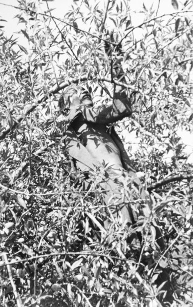 Picking coffee, Kenya. An African farm worker climbs the uppermost branches of a coffee tree as he