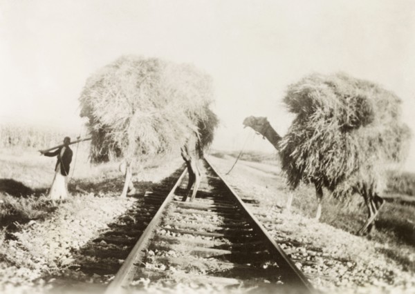 Transport, ancient and modern'. A farm worker leads two camels laden with hay across a stretch of