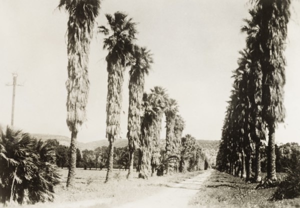 Avenue of palm trees at Degania. View along a road lined with palm trees at Degania, the first
