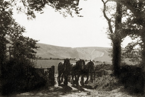Day's Work Done'. Three Shire horses tow a plough through a field gate at Bo-peep Farm after a day
