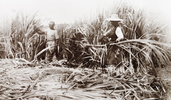 Sugar cane cutters, Jamaica. Two Jamaican labourers use machetes to harvest sugar cane at a