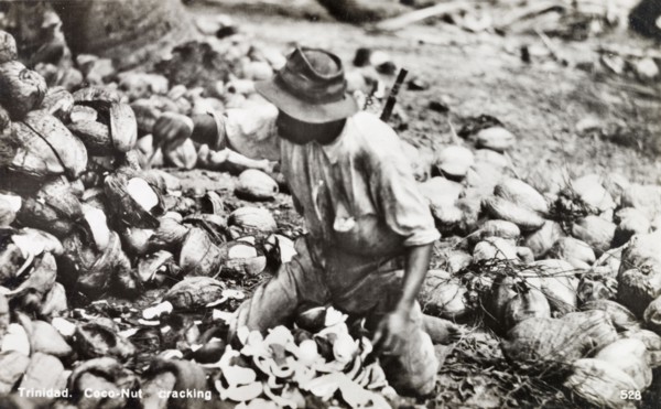 Cracking open cocontus, Trinidad. A labourer kneels amidst a pile of coconut shells as he cracks