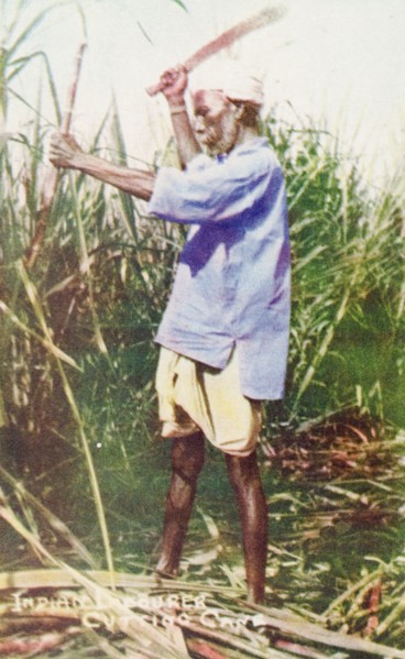 Harvesting sugar cane, Trinidad. A Trinidadian labourer uses a machete to harvest sugar cane a