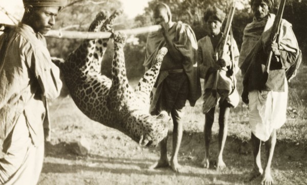 Indian guides carrying leopard carcass. Two Indian guides or 'shikaris' (professional hunters)