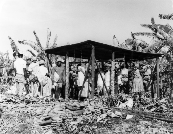 Banana weighing station, St Lucia. Hands of bananas are weighed at a plantation weighing station.