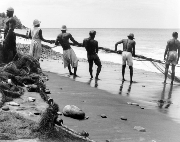 Hauling in the nets, Grenada. A line of men and women haul in their fishing nets on a sandy beach