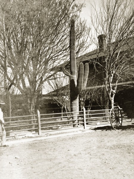 A Saguaro cactus, Arizona. A large Saguaro cactus (Carnegiea gigantea) outside Tucsan railway