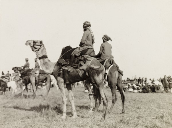 Camel riders at Coronation Durbar, 1903. Guests mounted on camels at Edward VII's Coronation Durbar