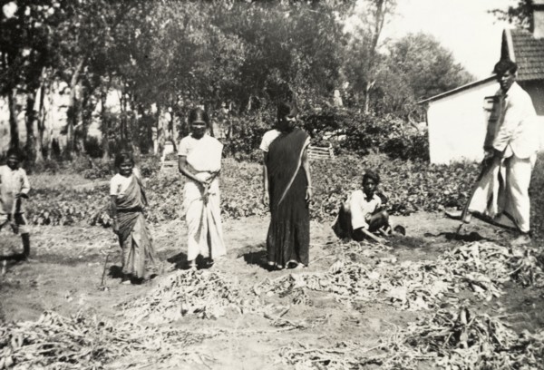 Digging up potatoes, India. A group of Indian youths dig up potatoes from the vegetable garden of