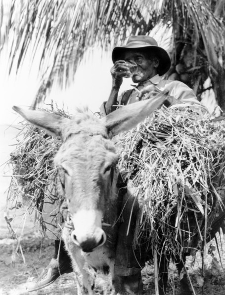 An elderly man from Dominica. An elderly Dominican man leans back in the saddle of his straw-laden